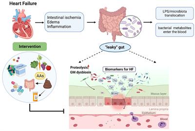 Interplay Between Gut Microbiota and Amino Acid Metabolism in Heart Failure